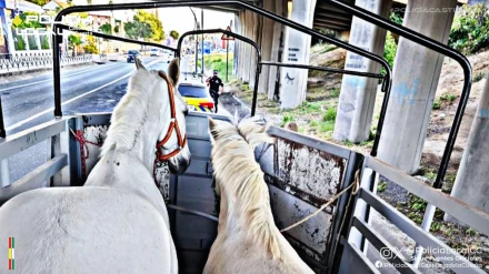 Lo pero no era el transporte irregular de caballos